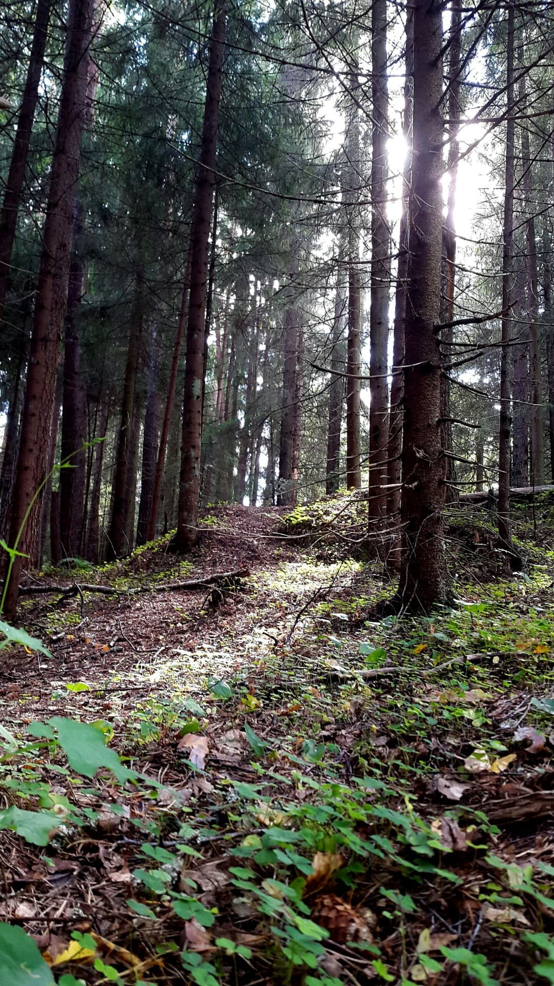 forest