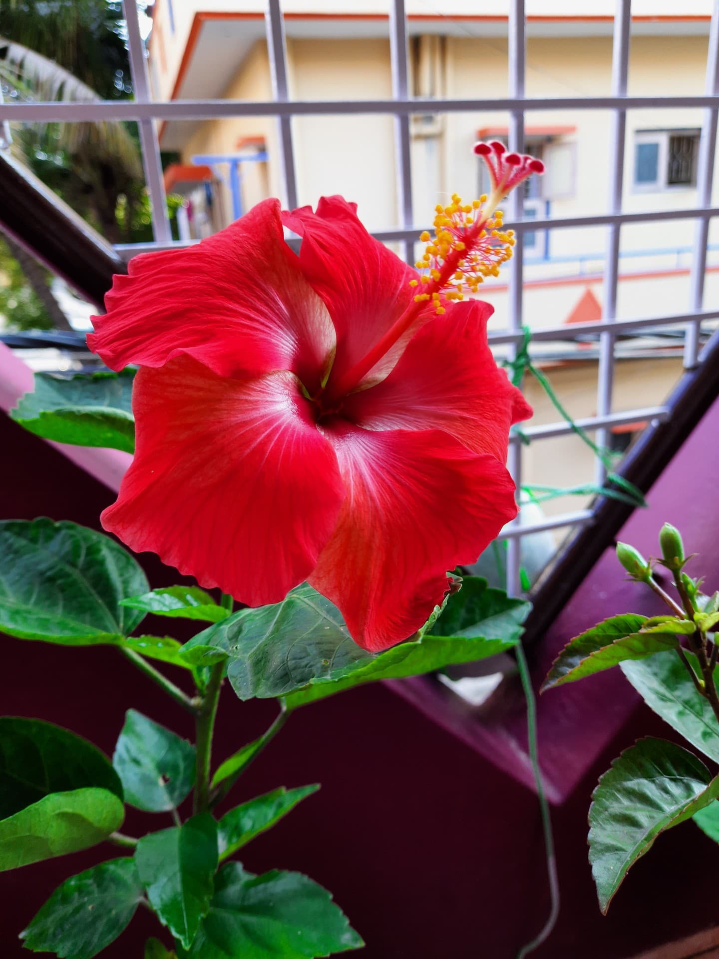 Beautiful Red Hibiscus