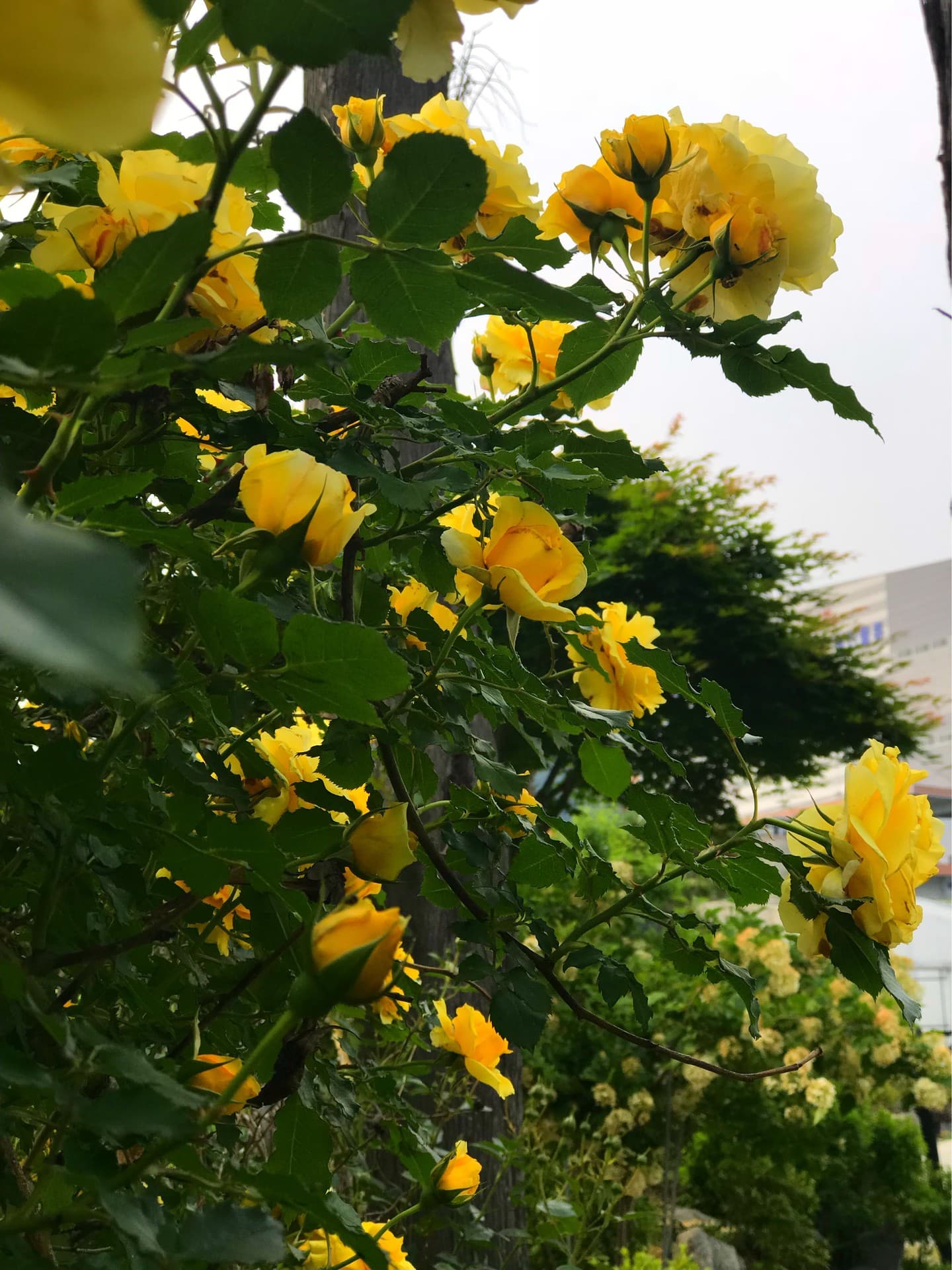 yellowrose