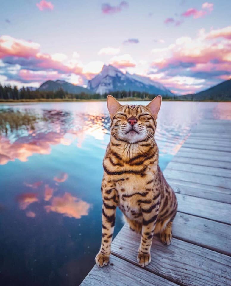 котик и озеро