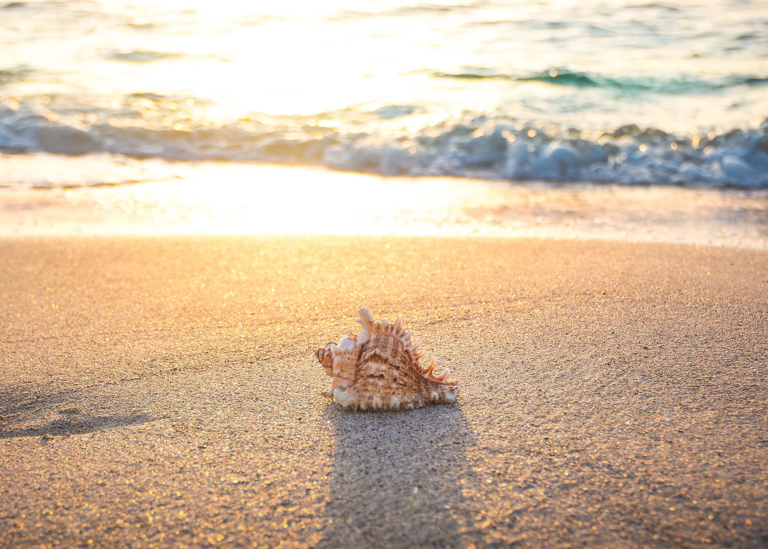 Sea love