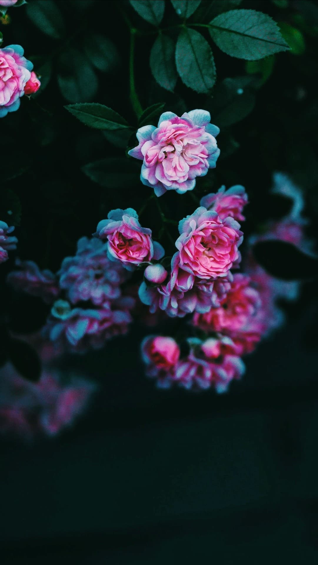 rose