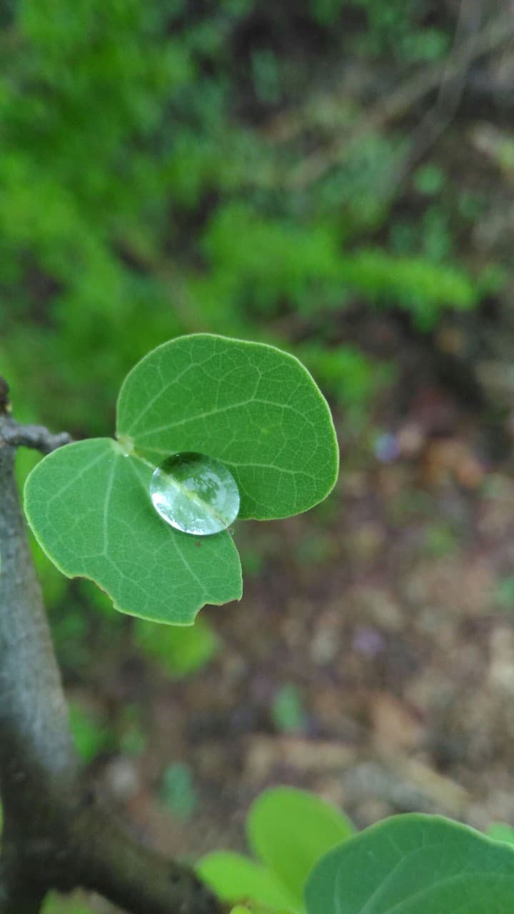 nature rain drop