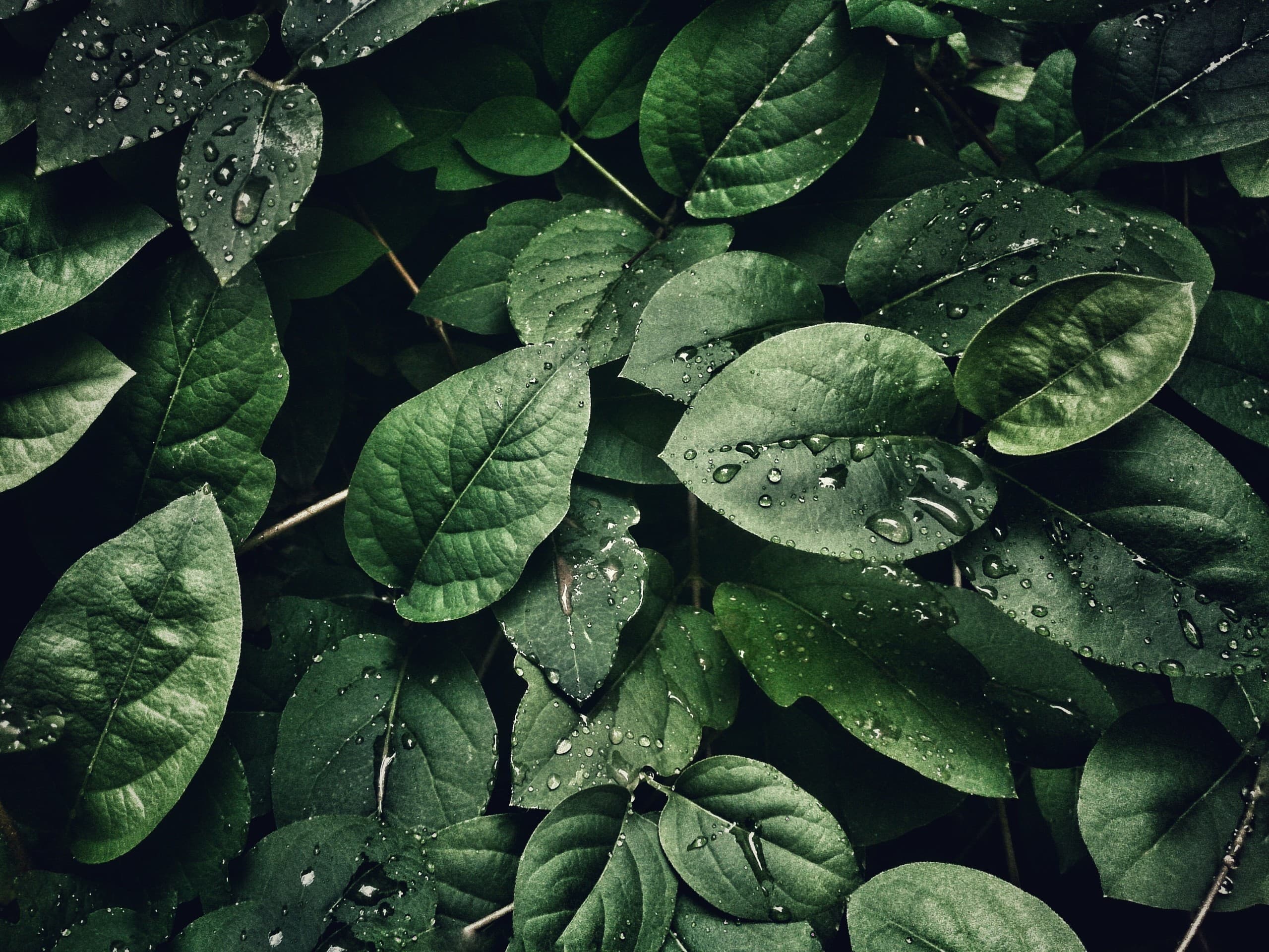 Forest plants