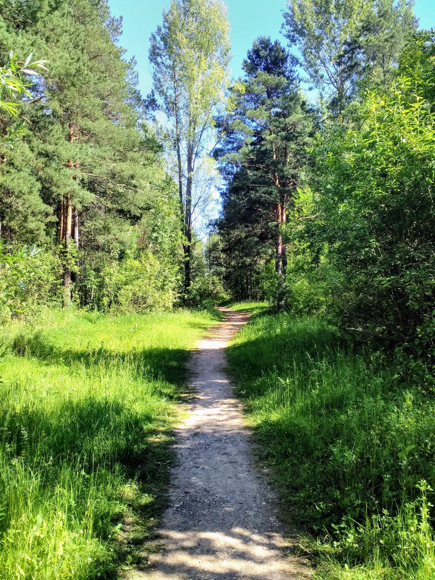 Лес