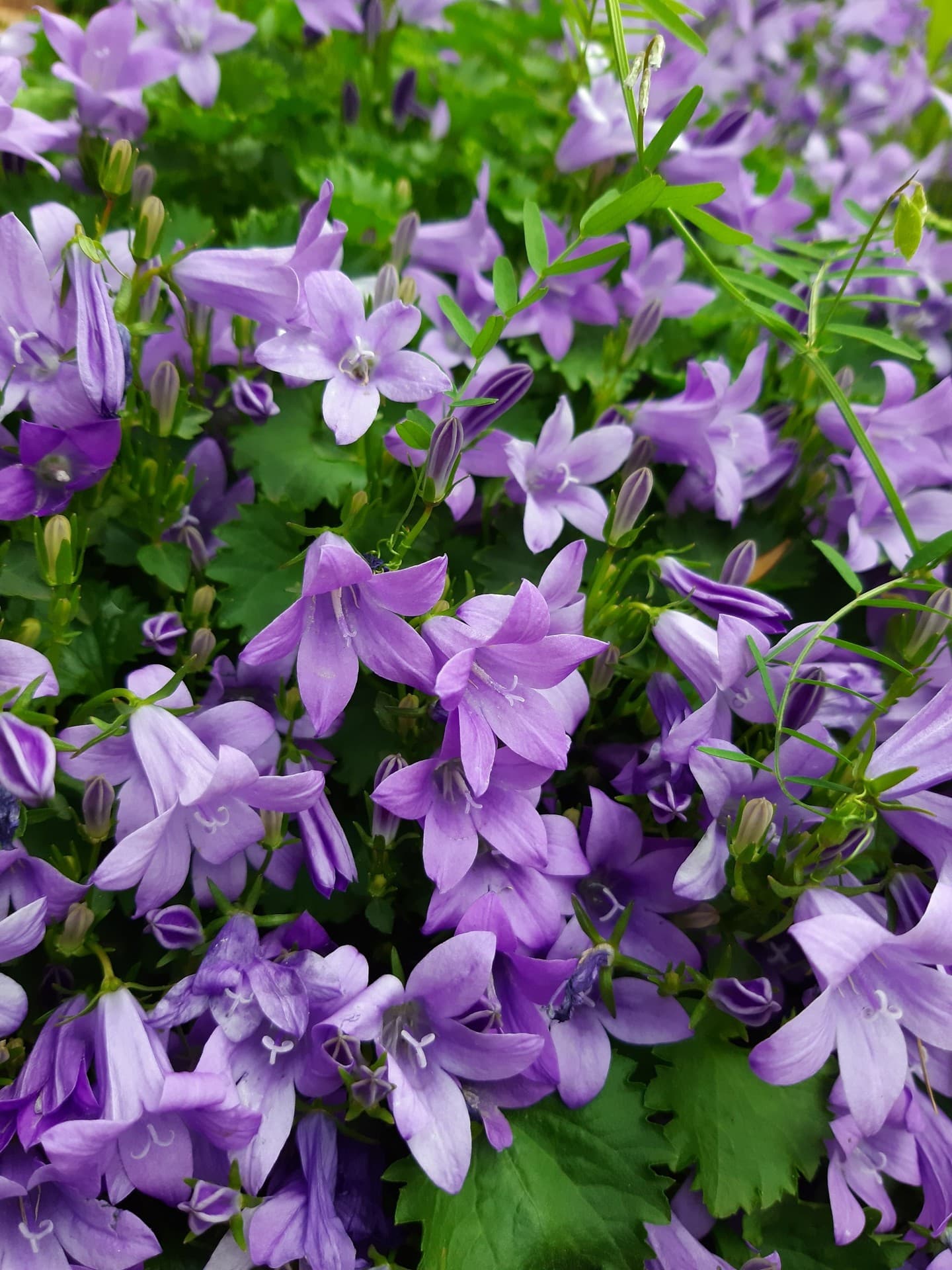 fleurs