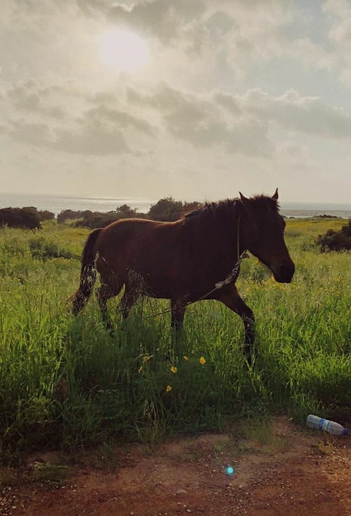 Horse