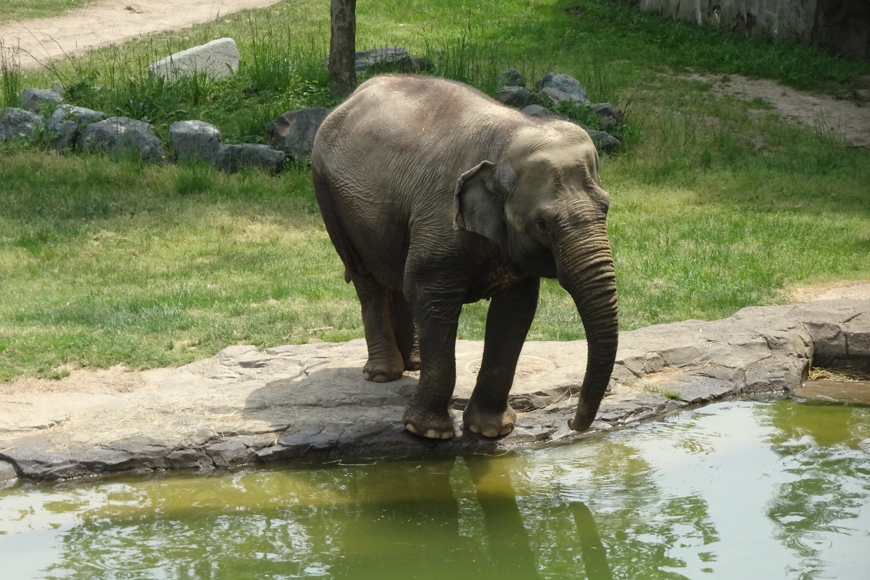 elephant