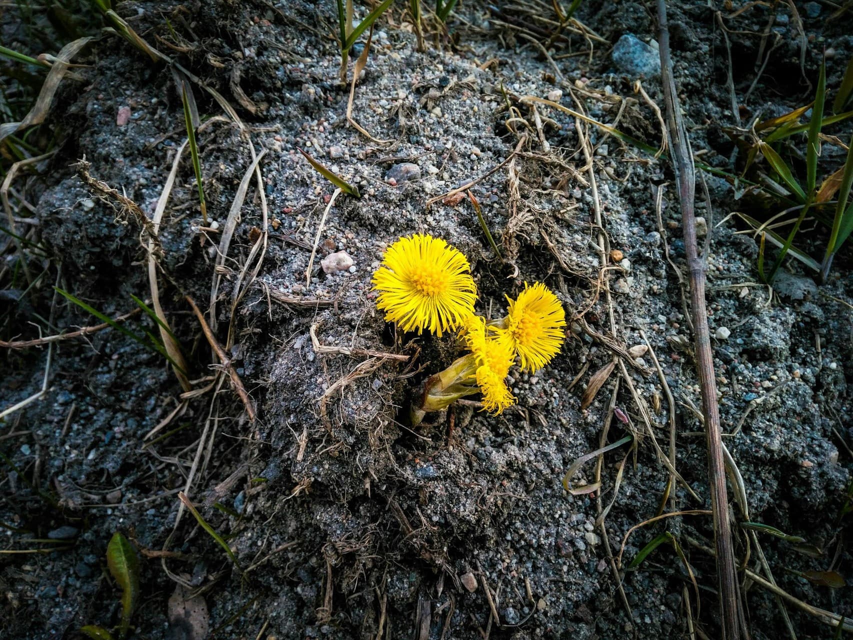 Spring