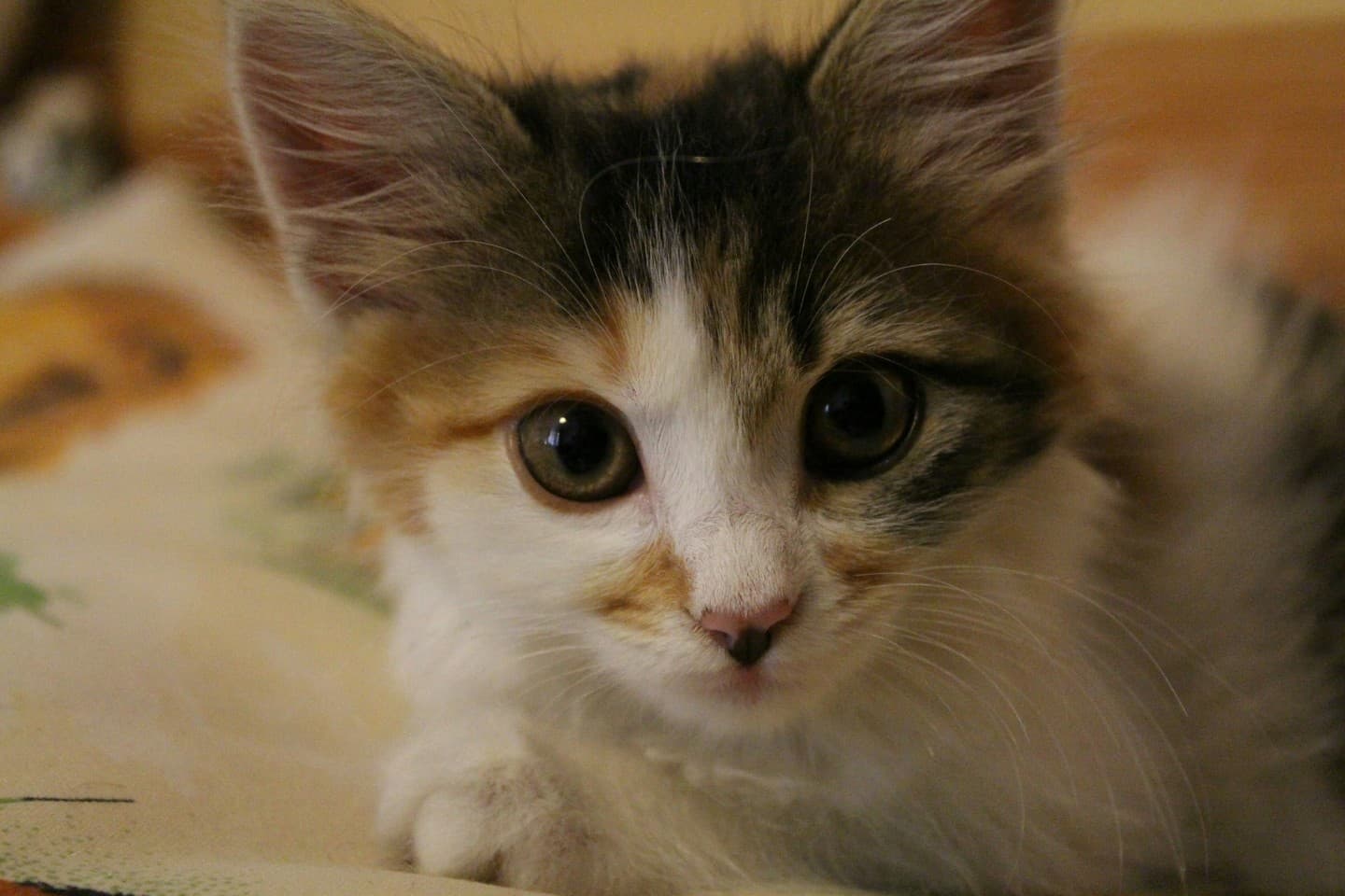 кошка