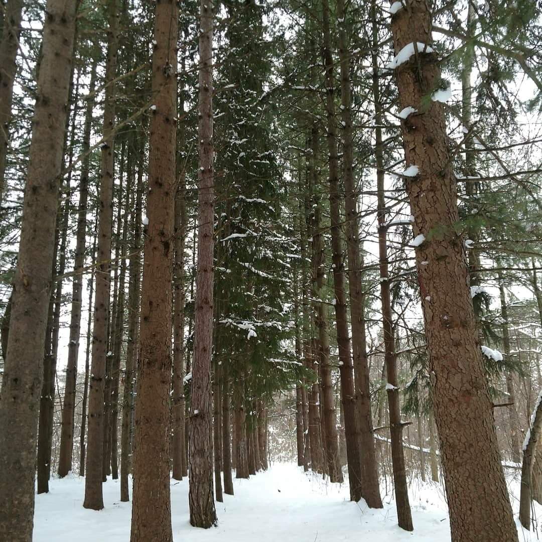 Snowy Forest Path