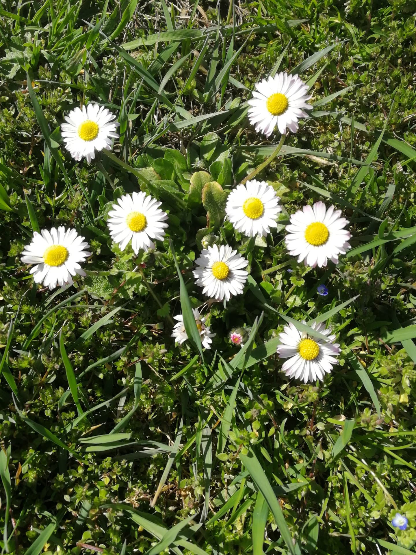 daisy