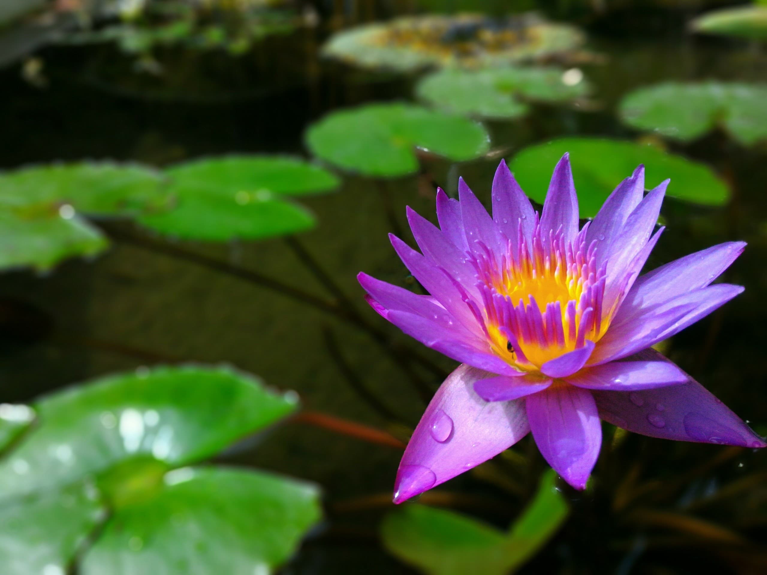 Lotus