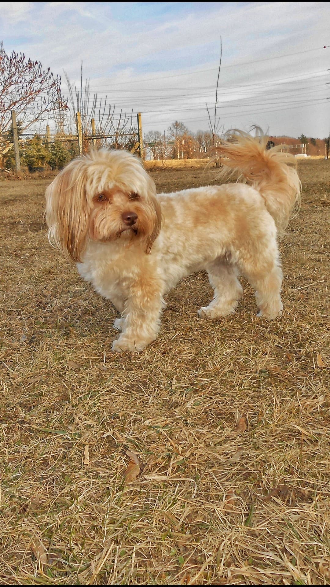 Arany Bischon Havanese.