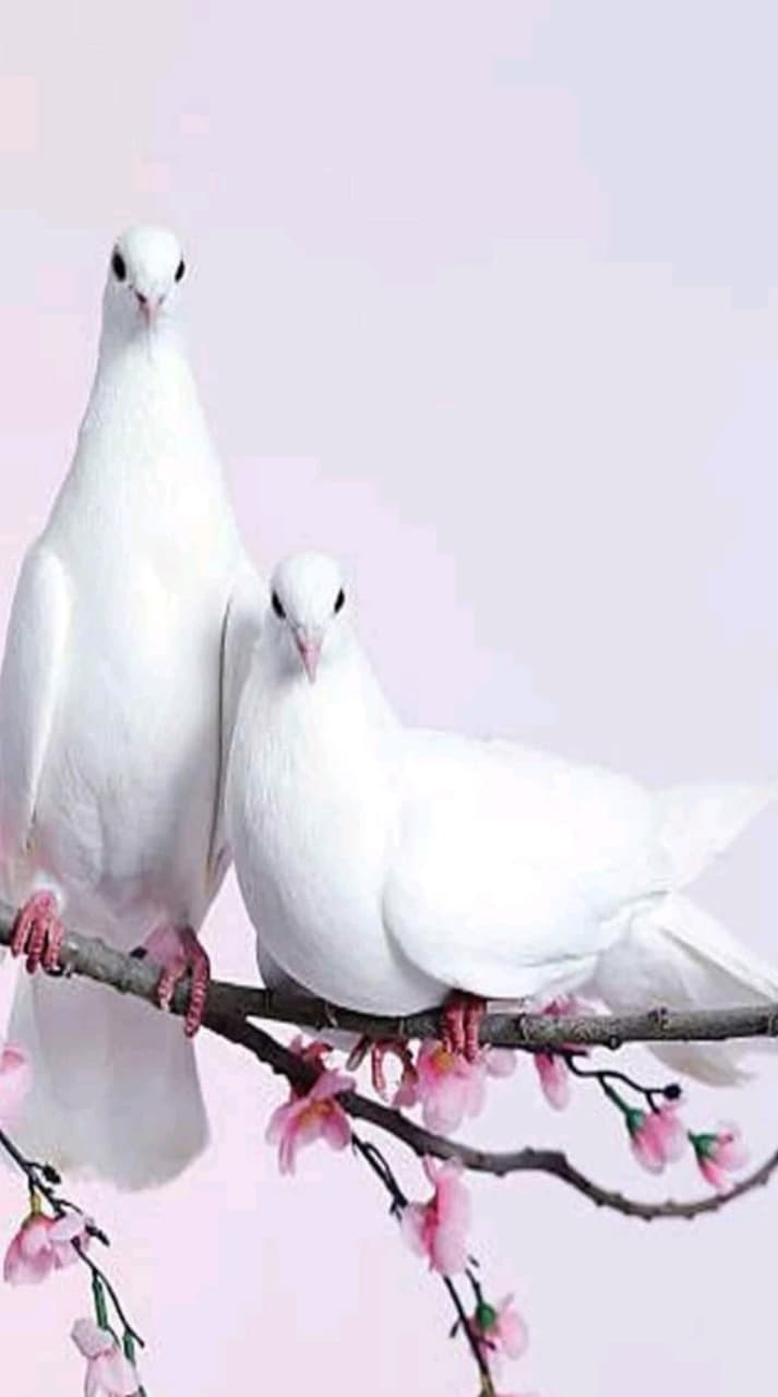 pigion