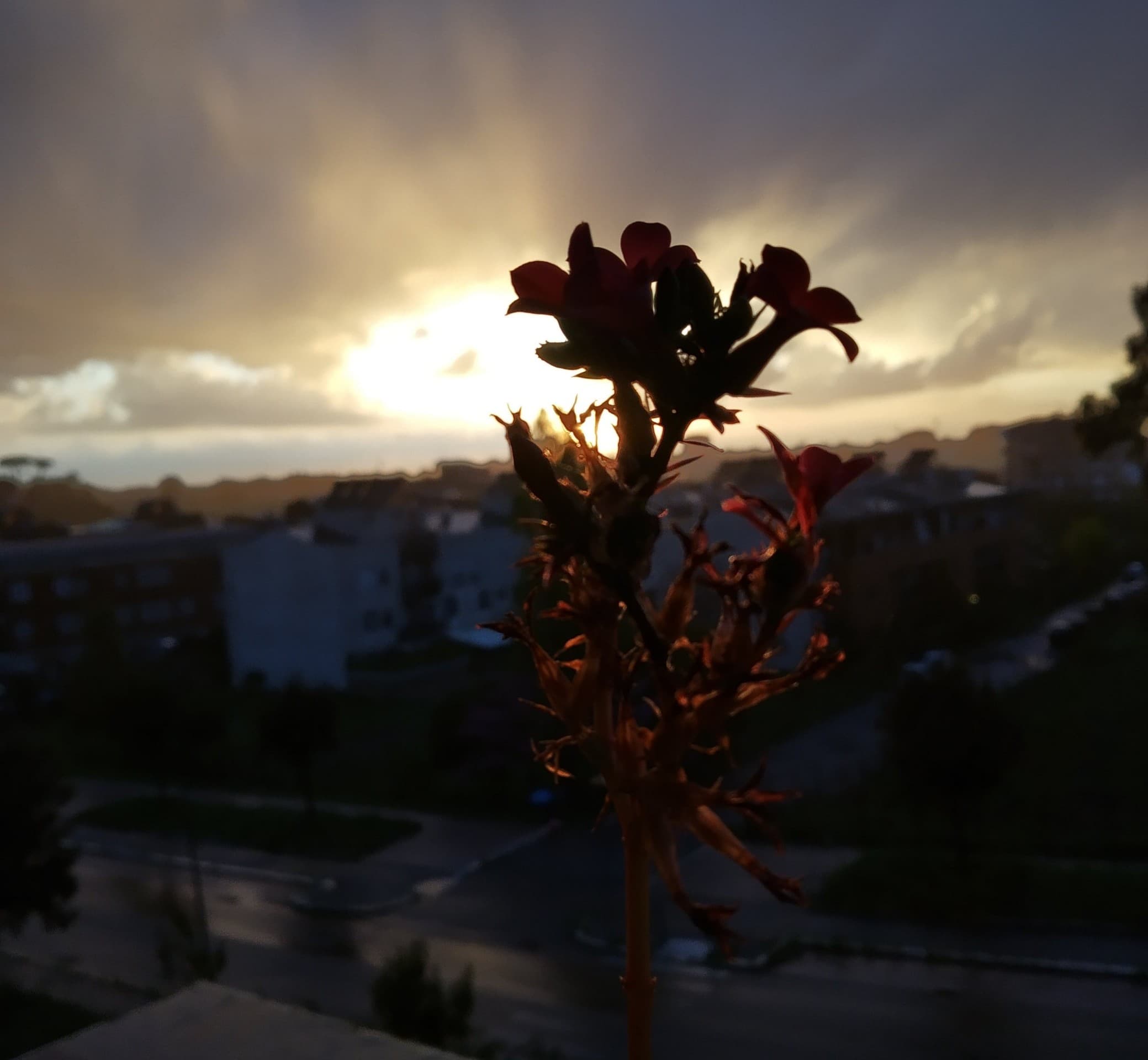 flower