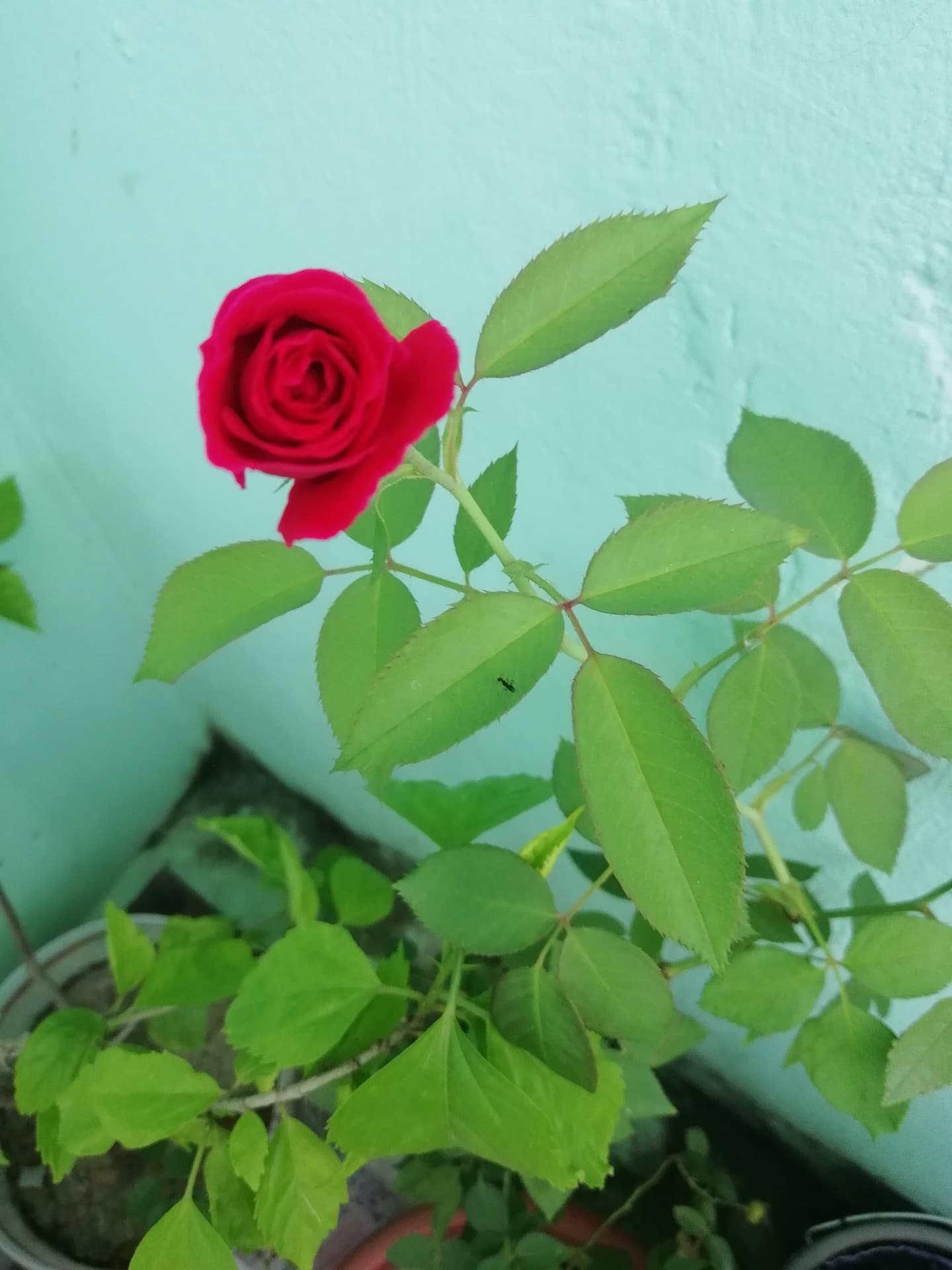 rose