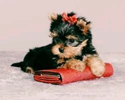 dog#1