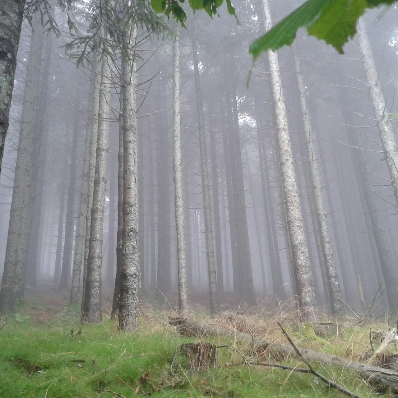 Foggy forest