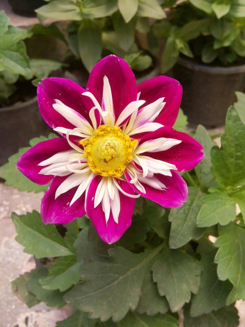 Bright and beautiful
