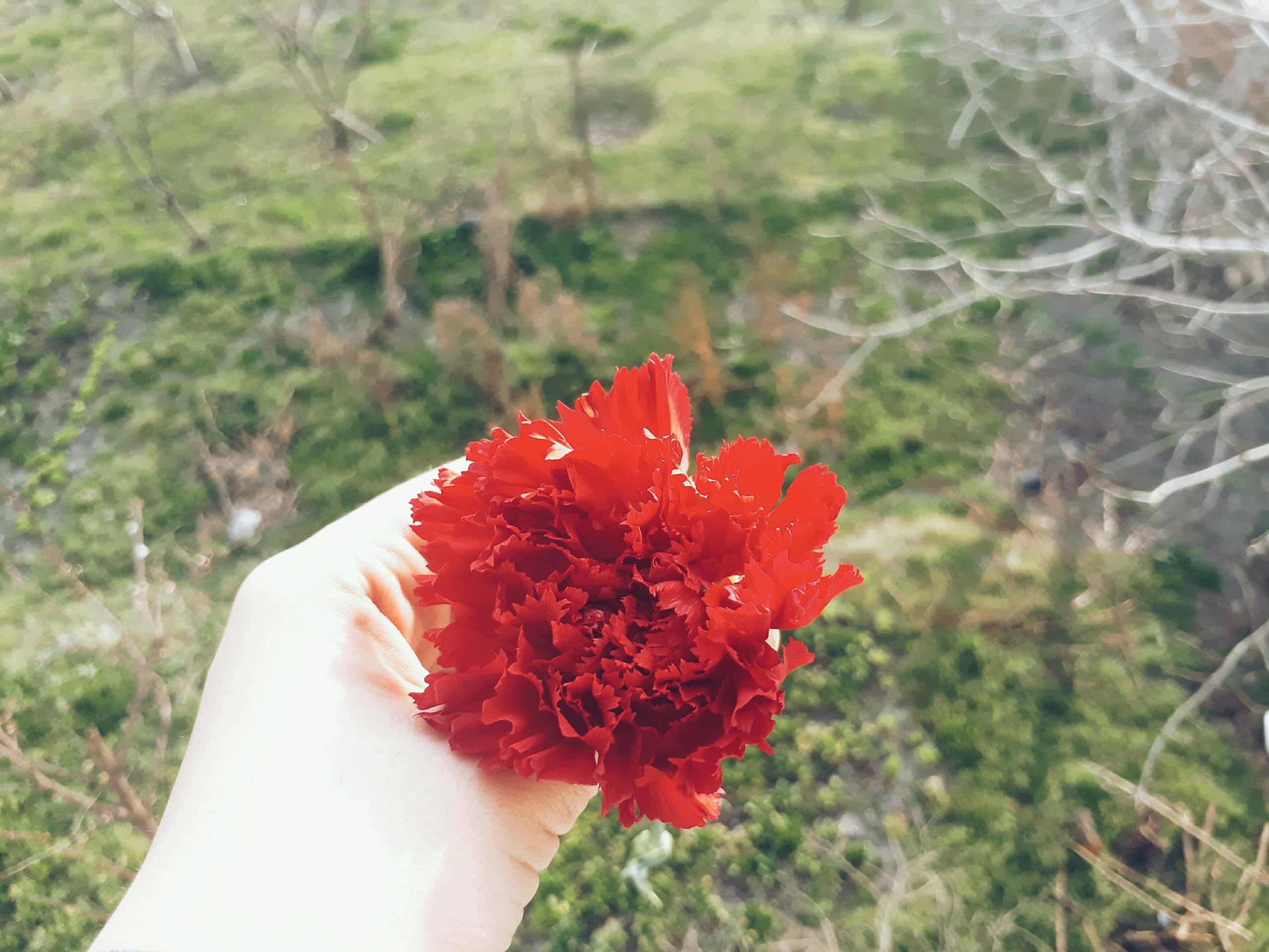 ŞD