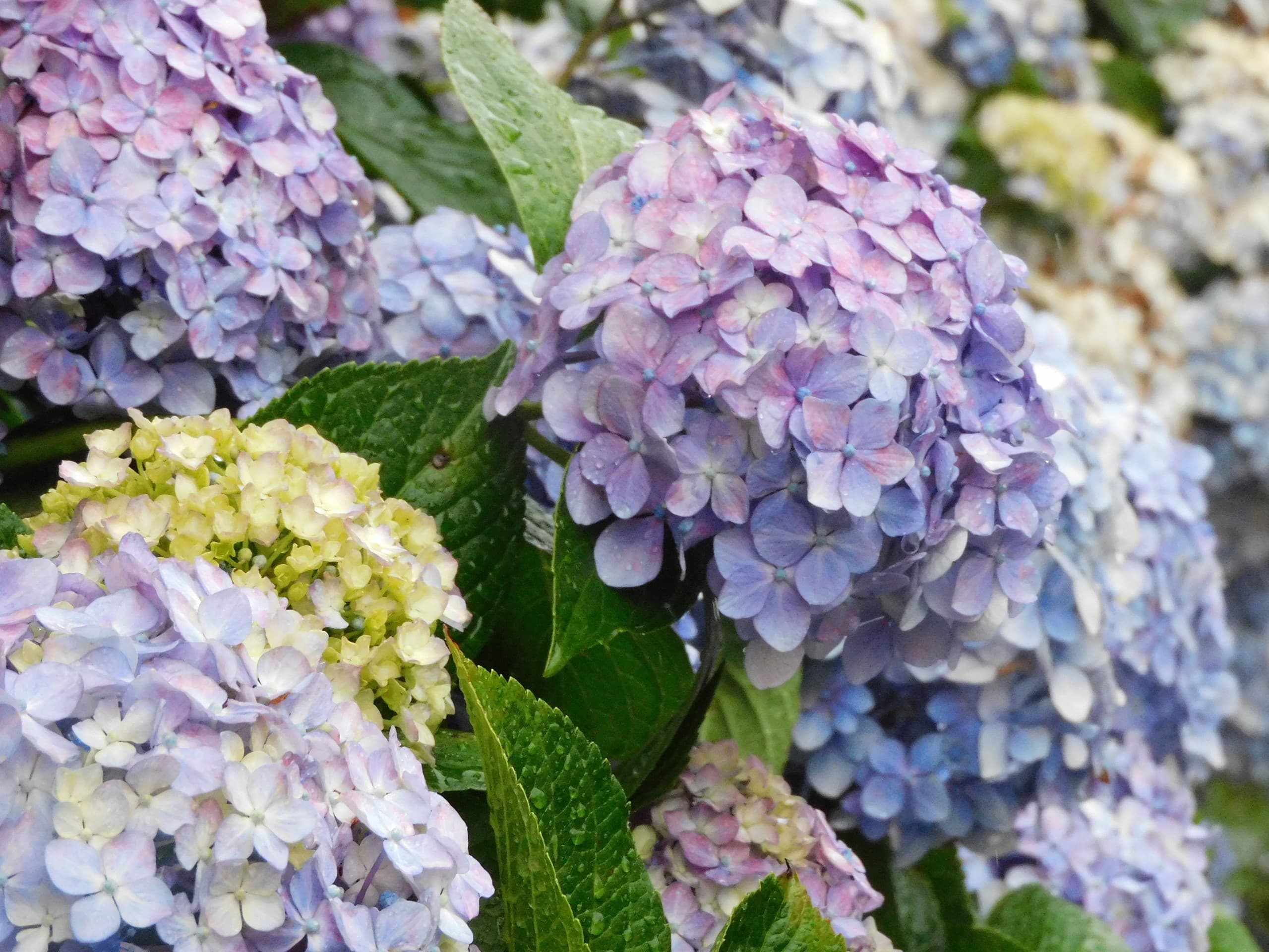 hydrangea