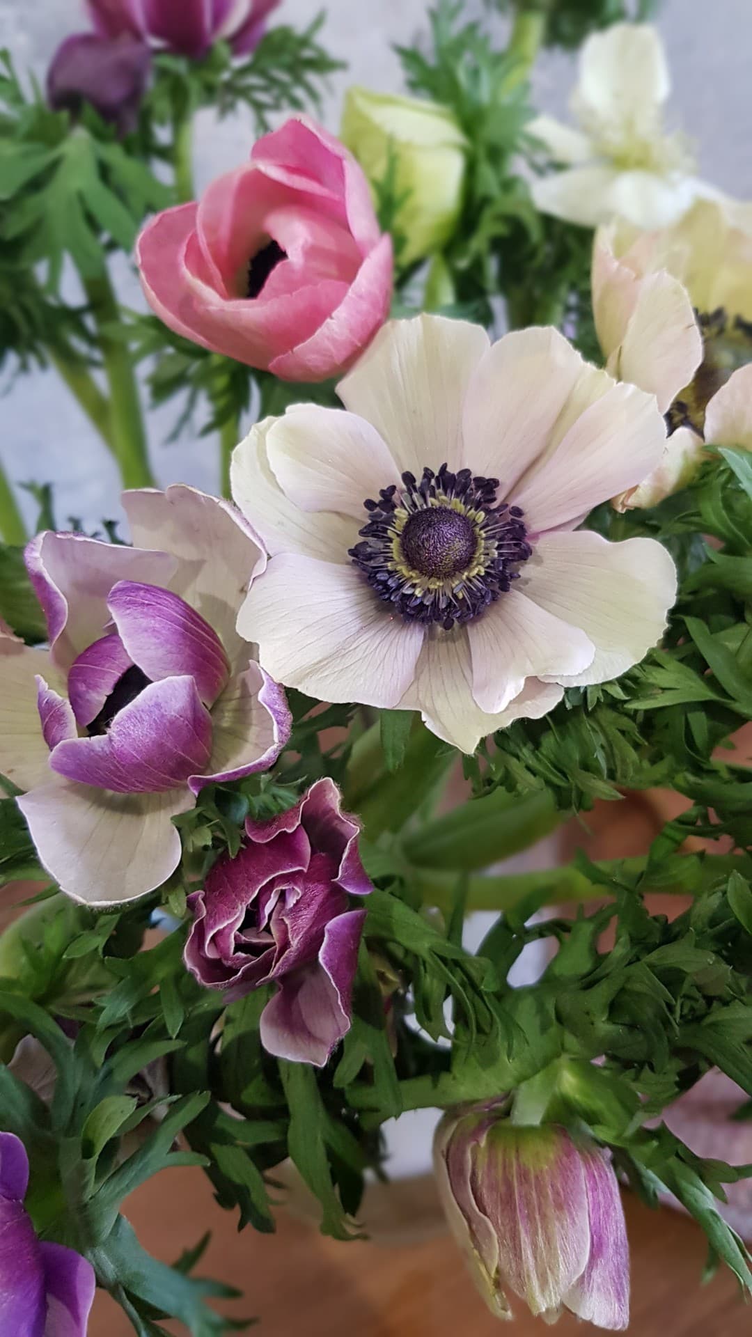 anemone