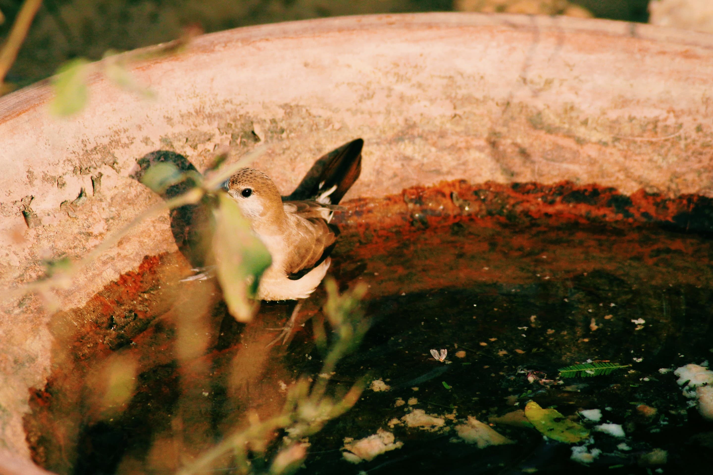 Bathing Bird
