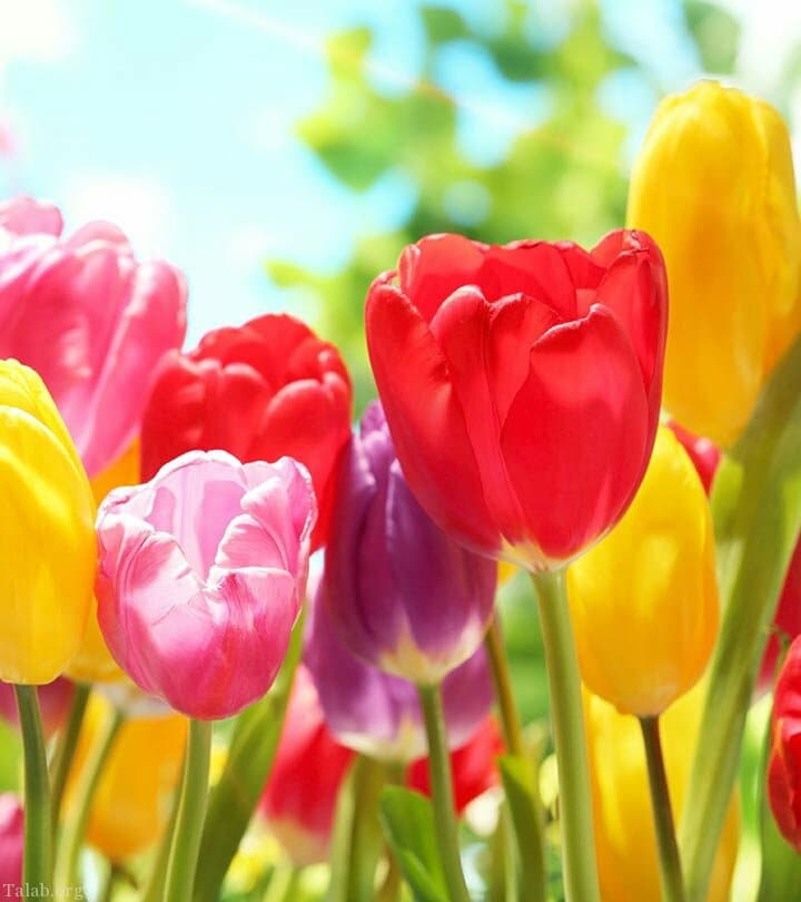 Flowers