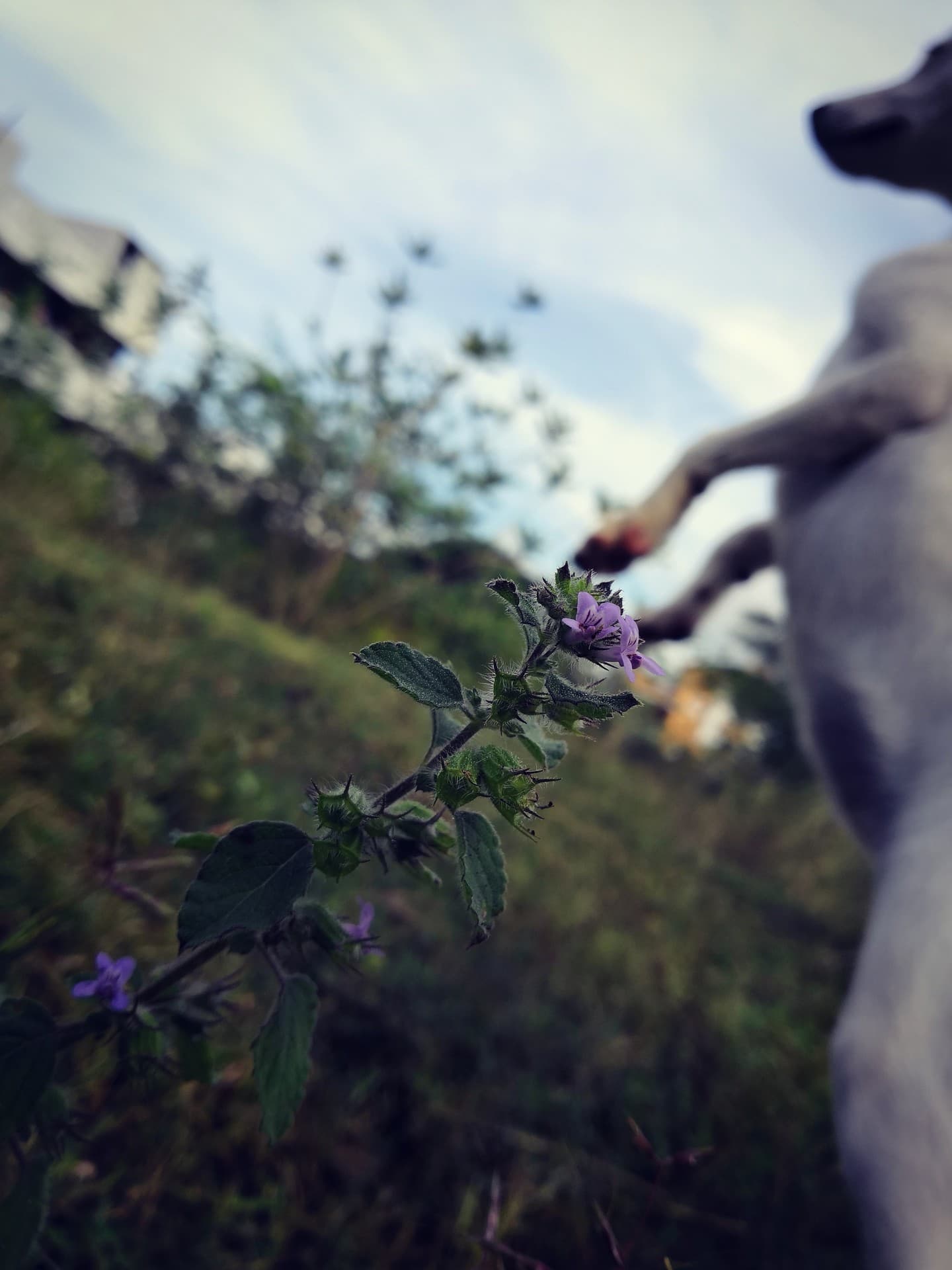 daisi