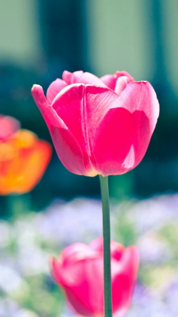 Tulips