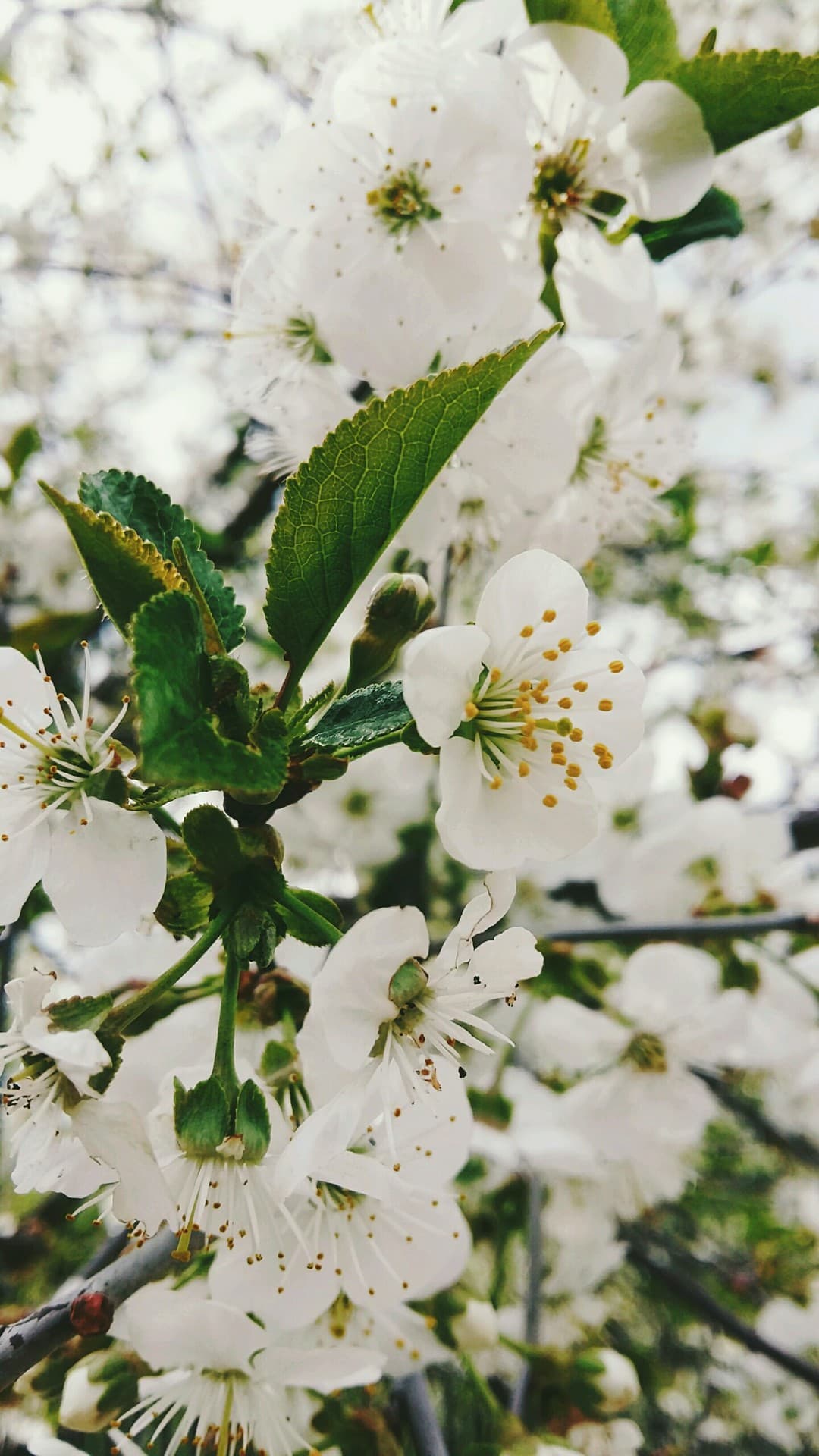spring