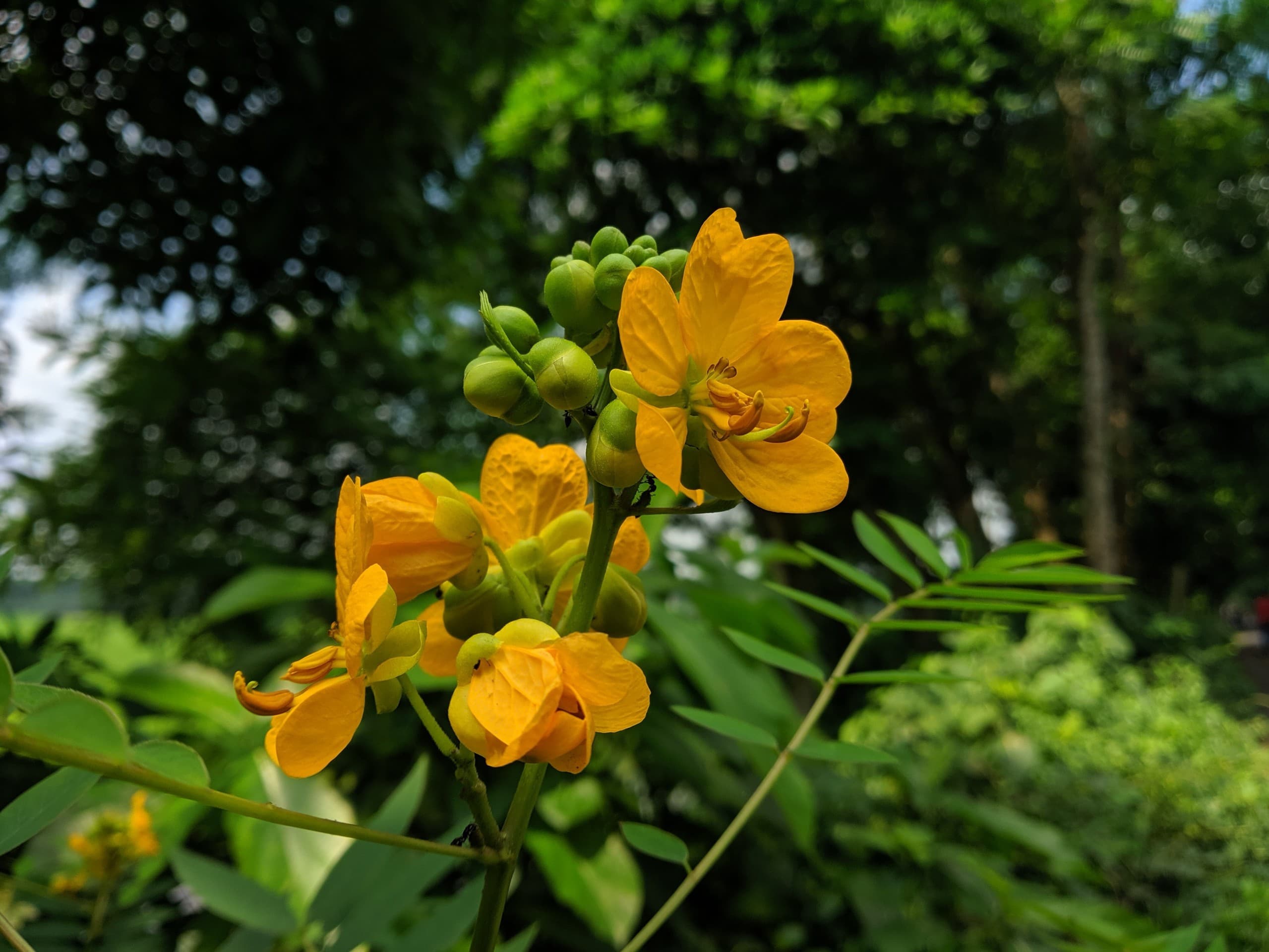 flower