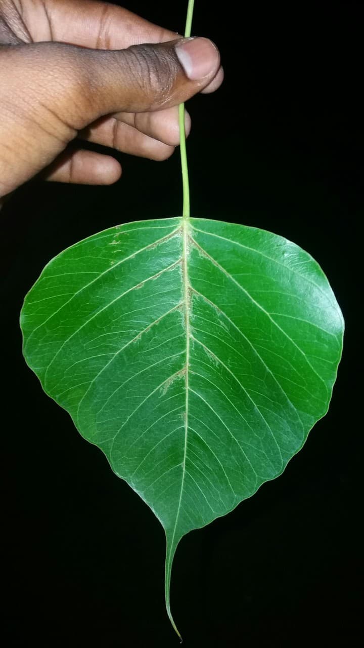 leaf