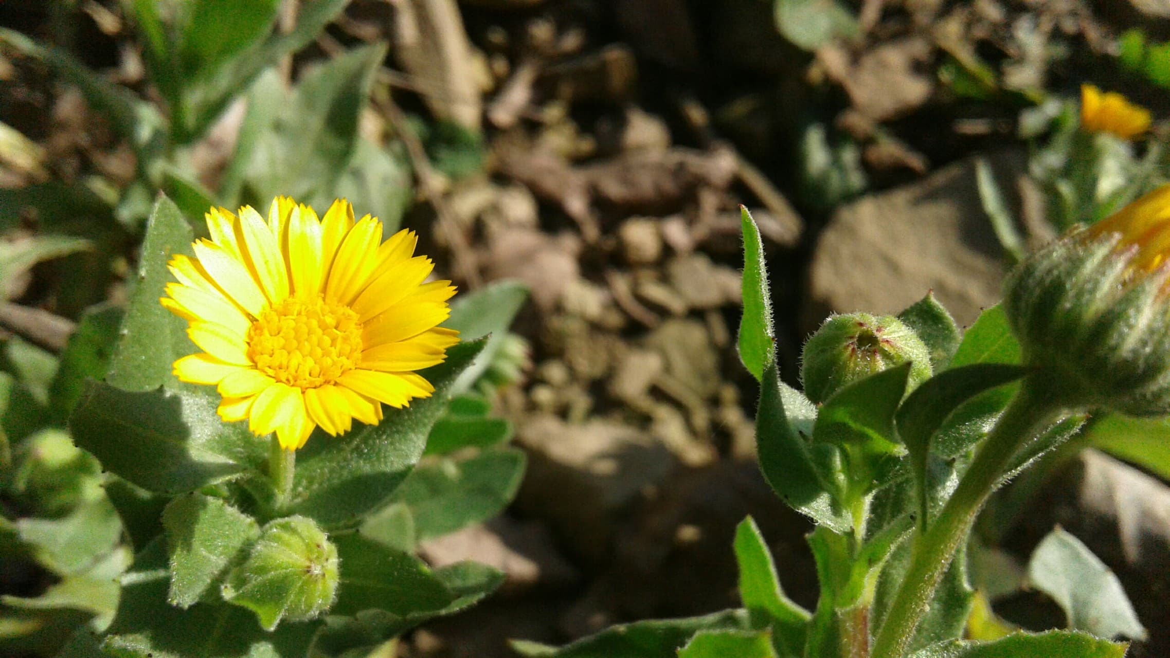 flower?