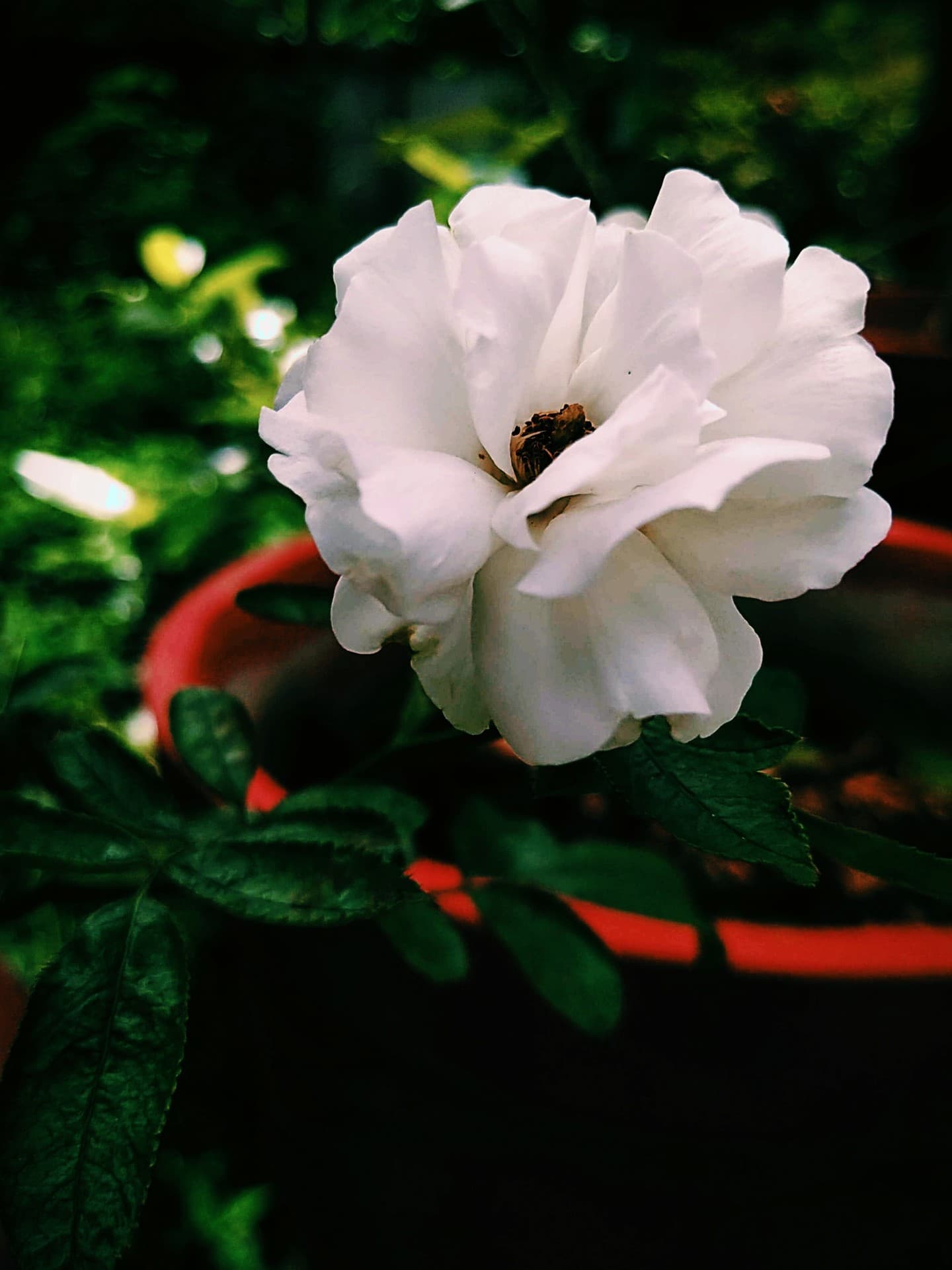 whiterose