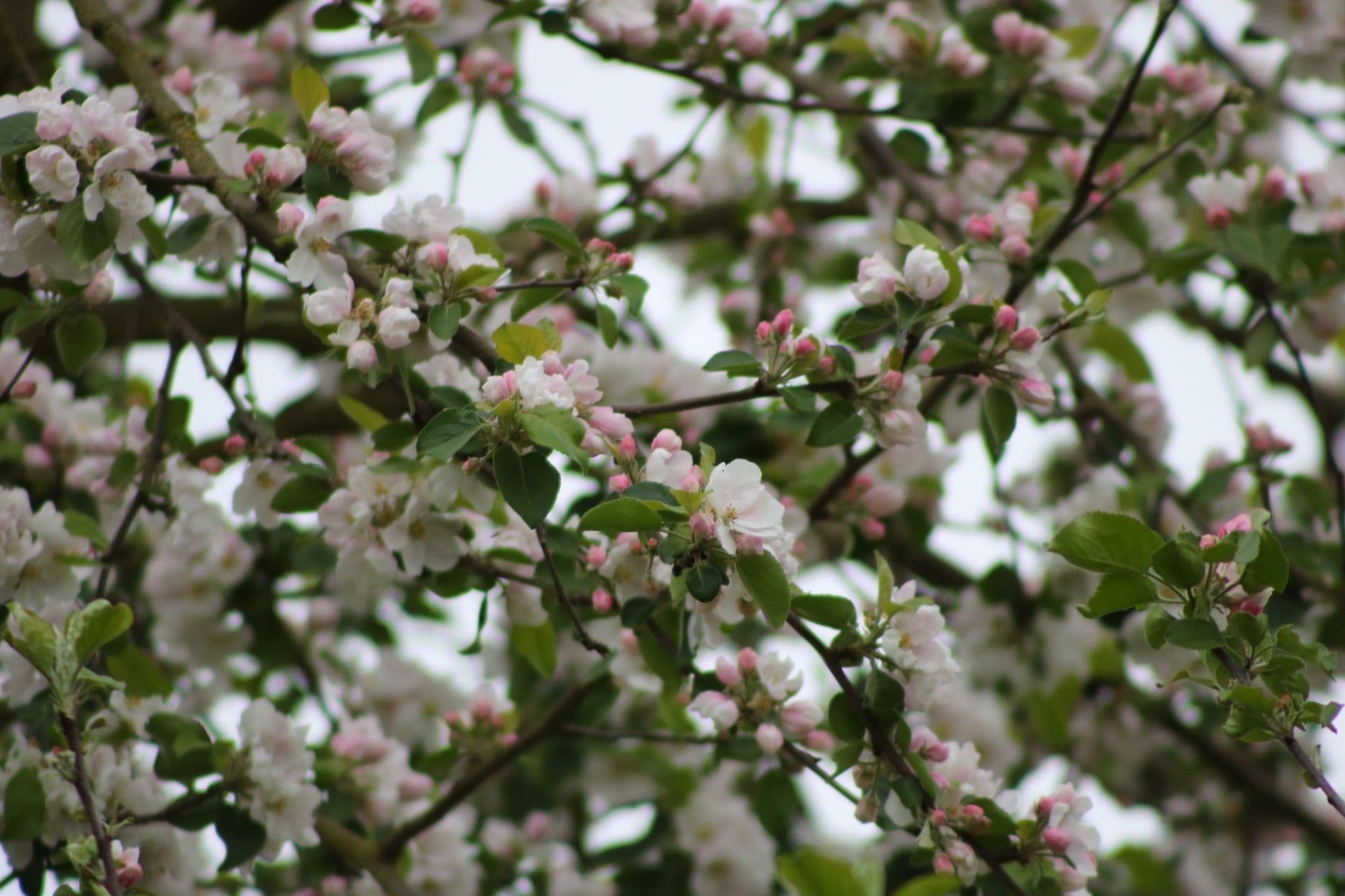 Blüten