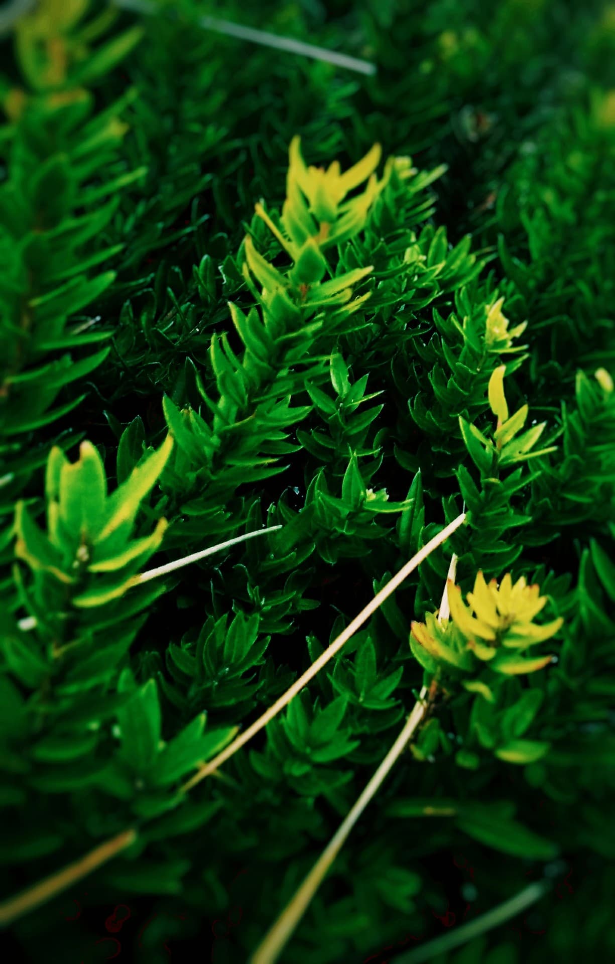Verde