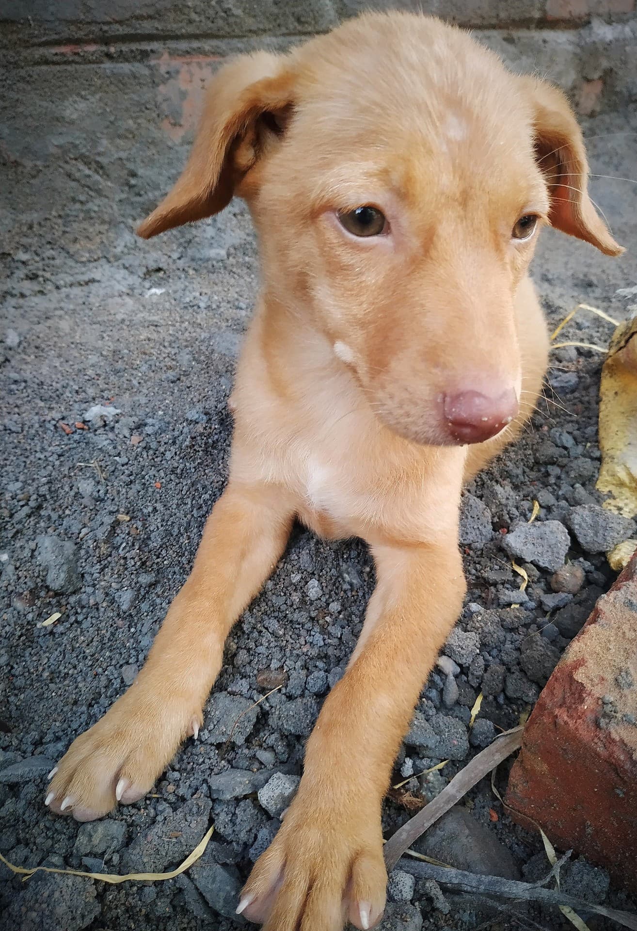 Cute street dog