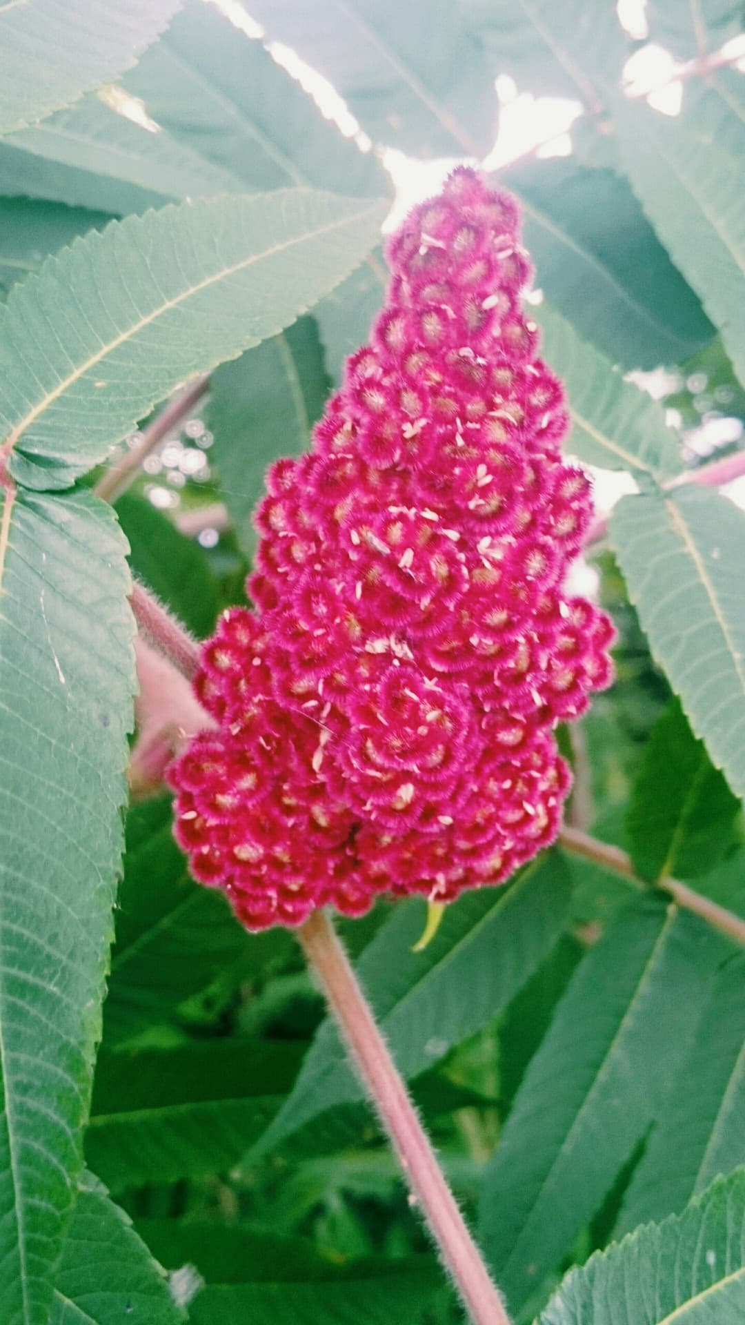 sumak