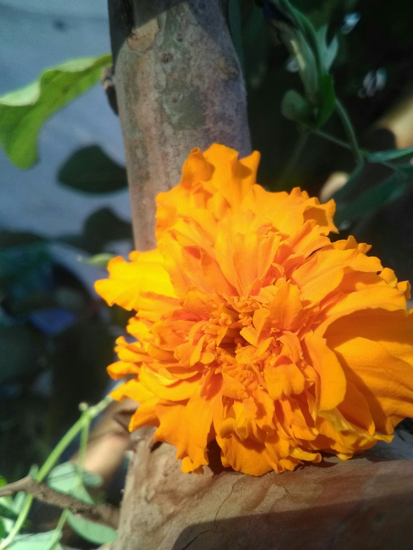 The Flower