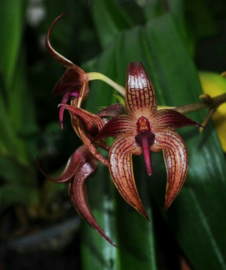 Orchid