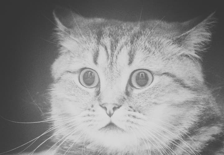 cat