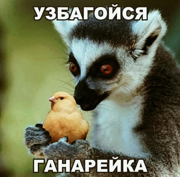 Смішна картинка