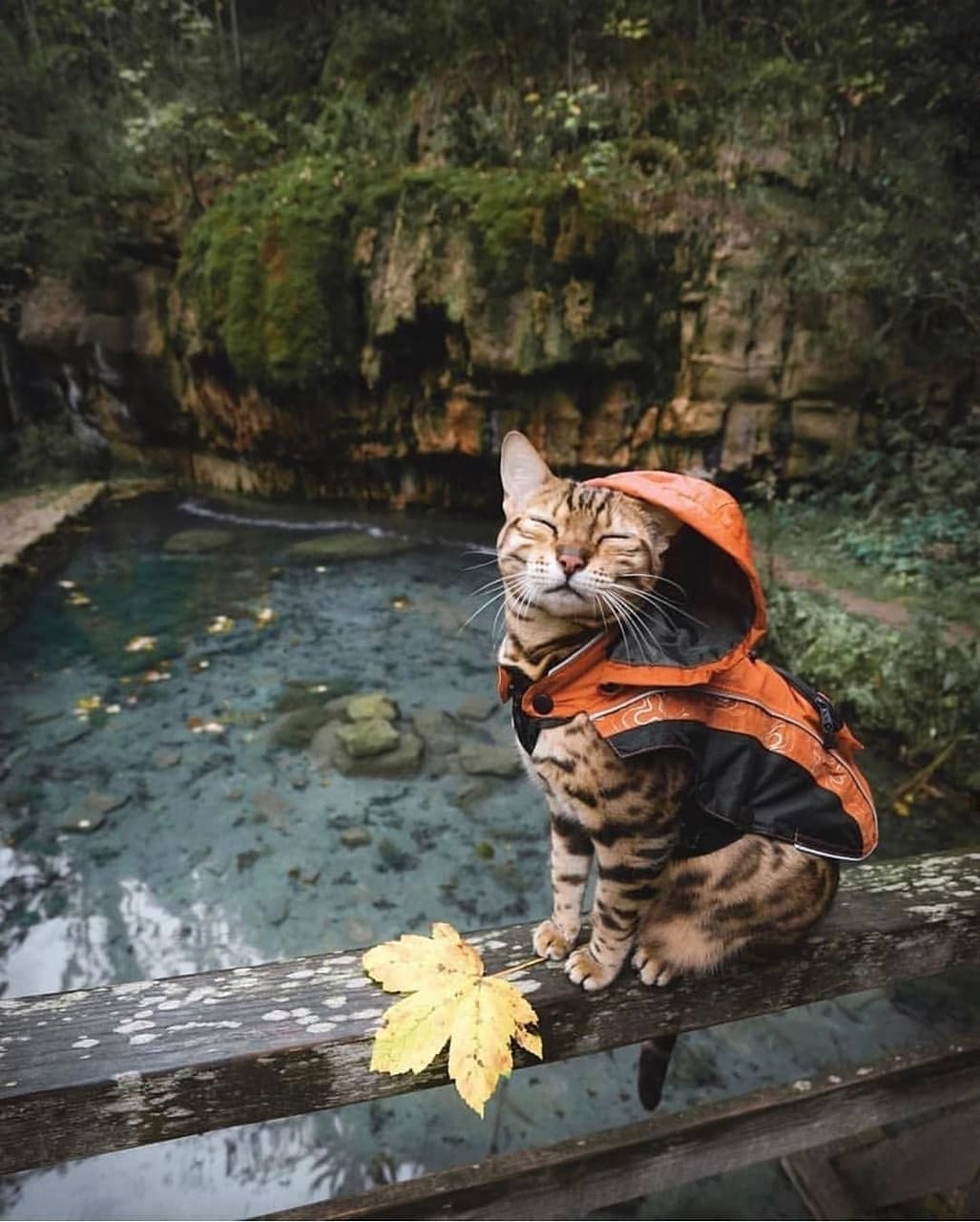 nice cat