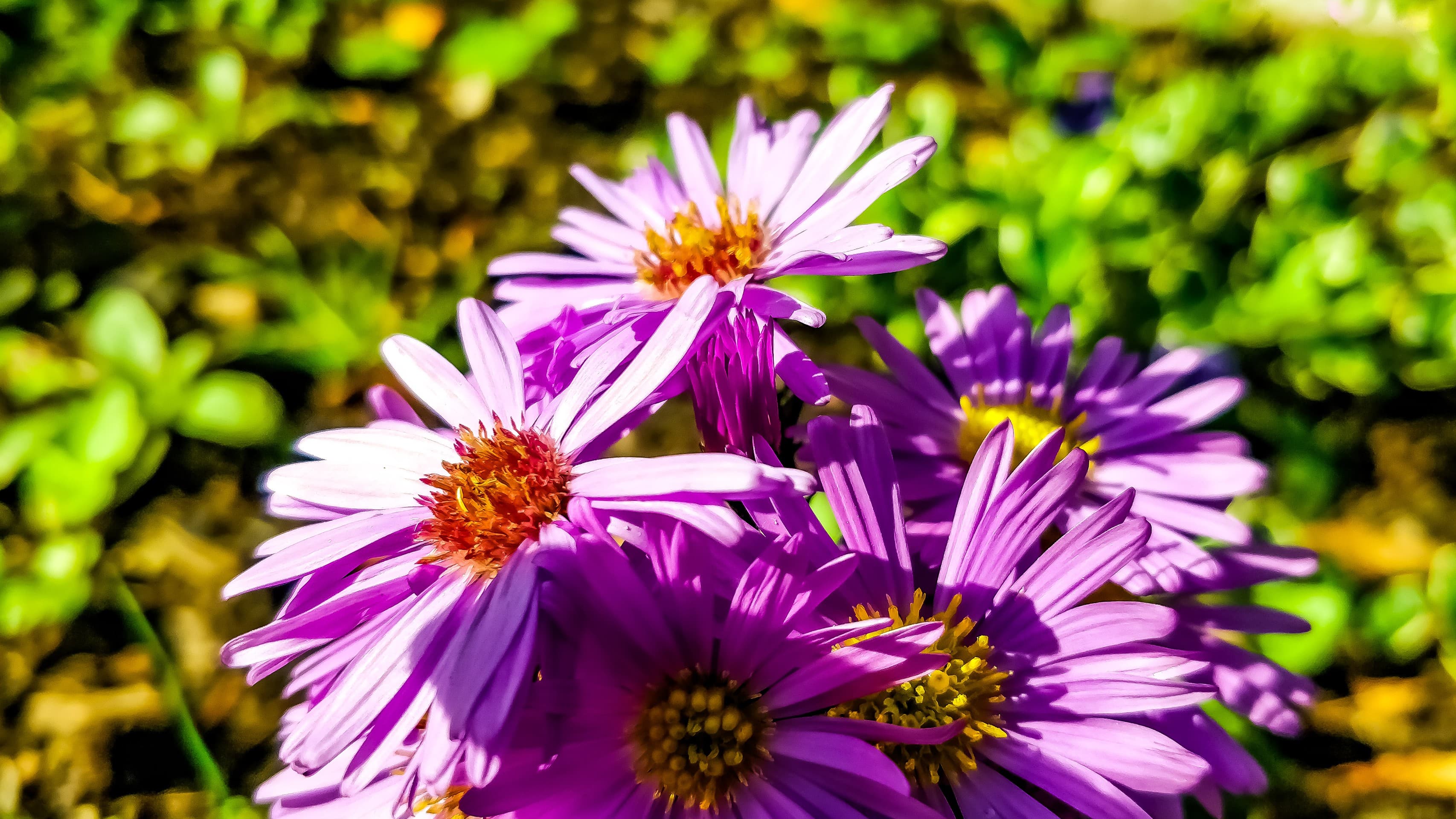 rosa Blüten