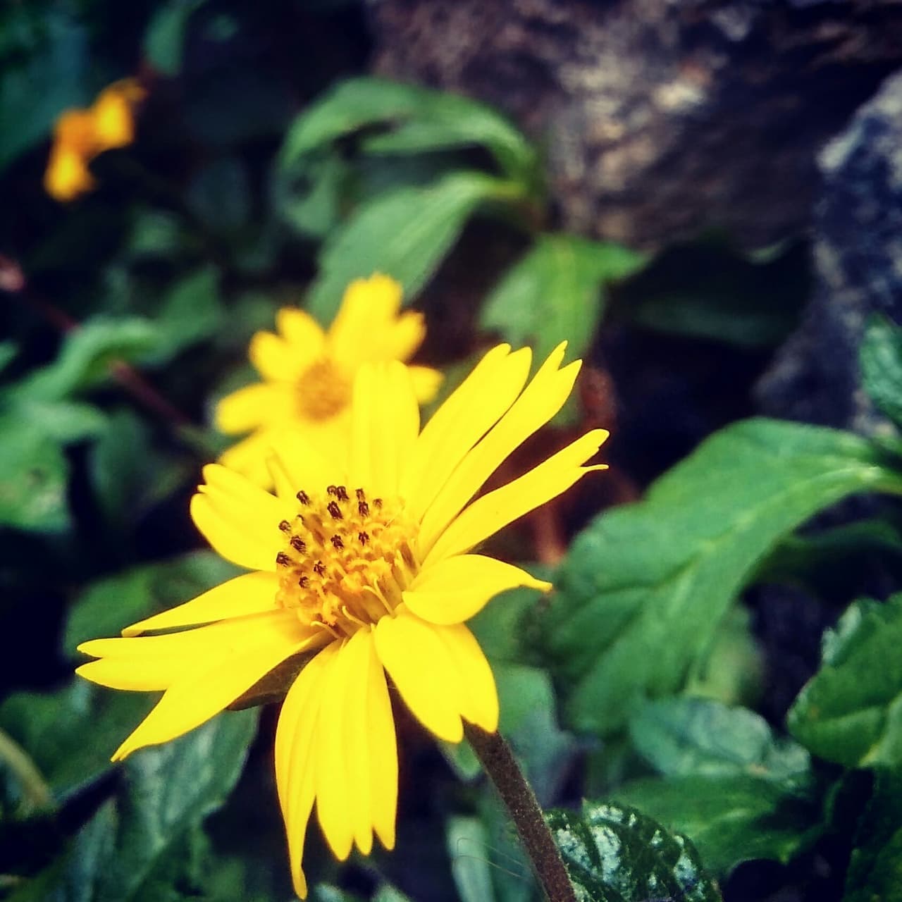yellow sunny