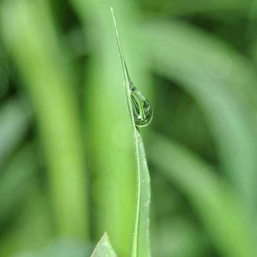 Dew @ Mornings