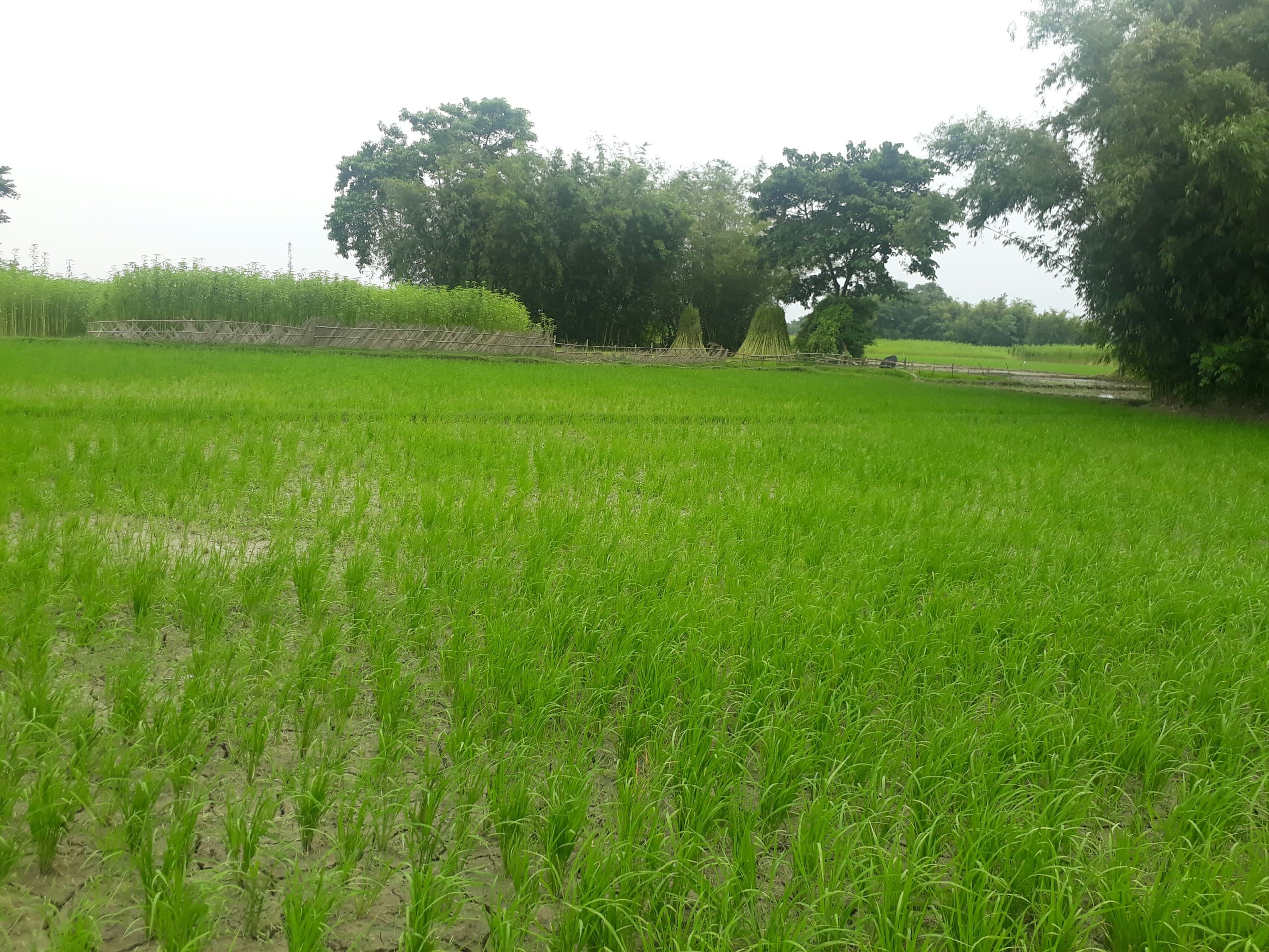 Green world