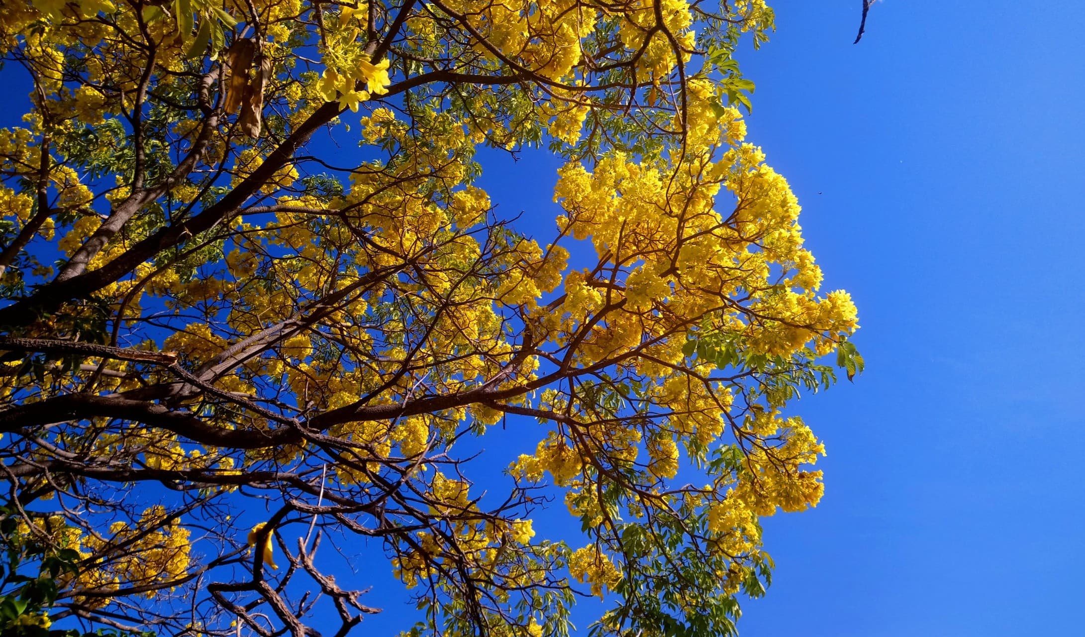 LAPACHO AMARILLO, SAN LORENZO, GRO.